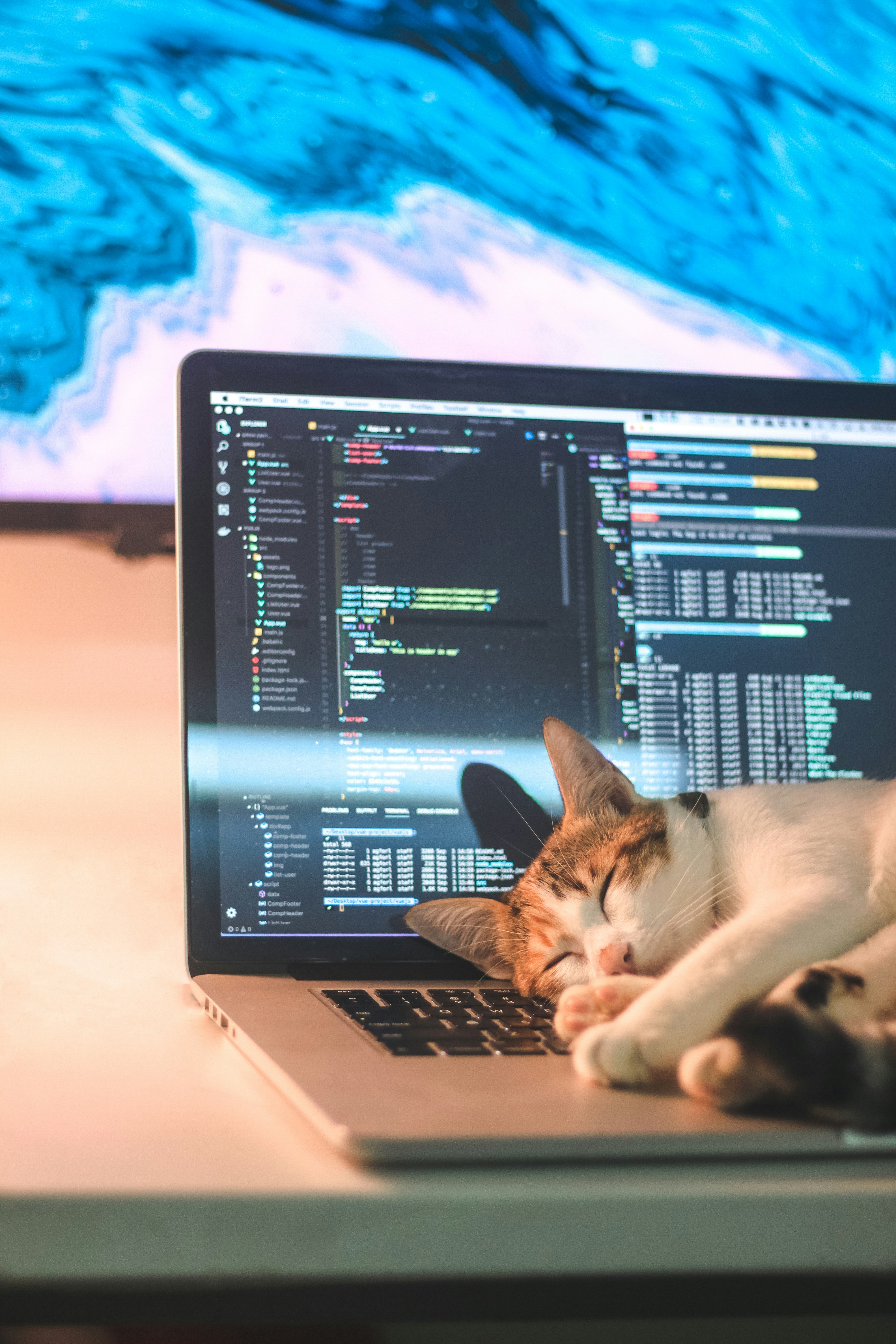 Picture of cat